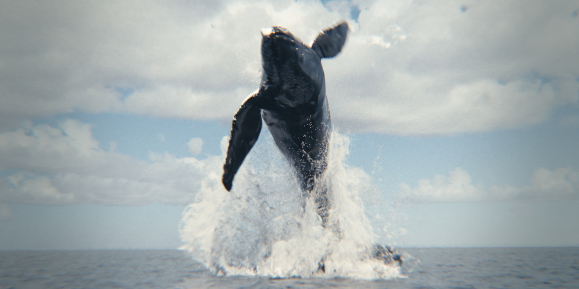 Whale Watching