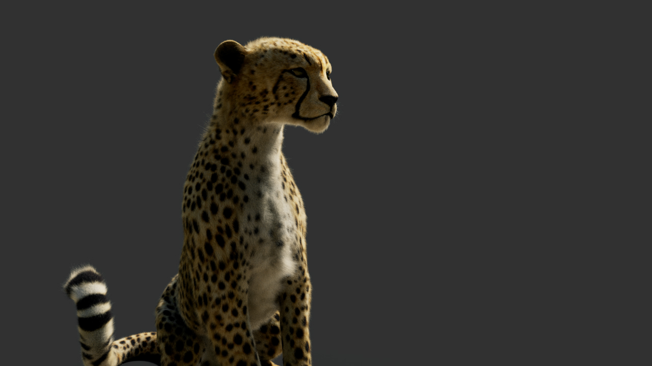 Cheetah_002_00000