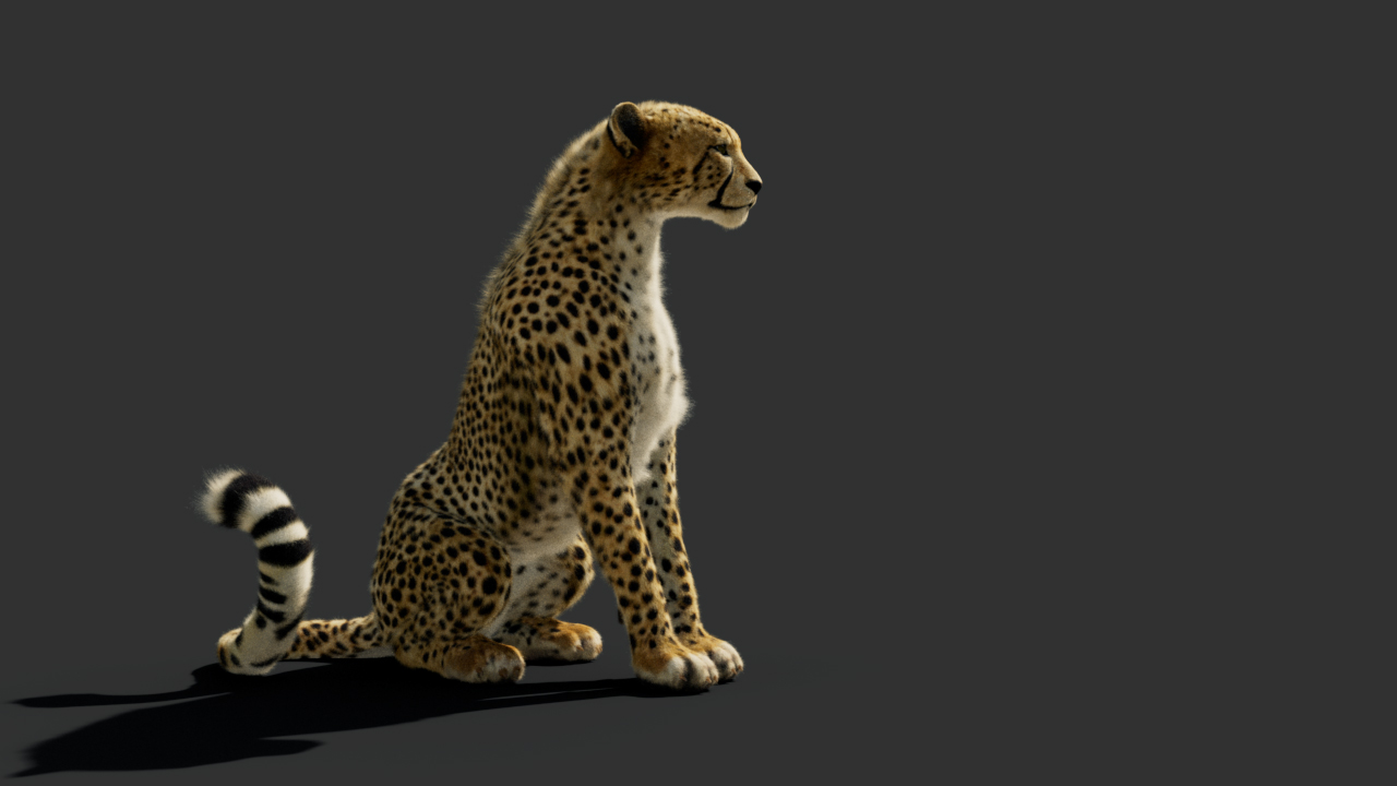 Cheetah_003_00000