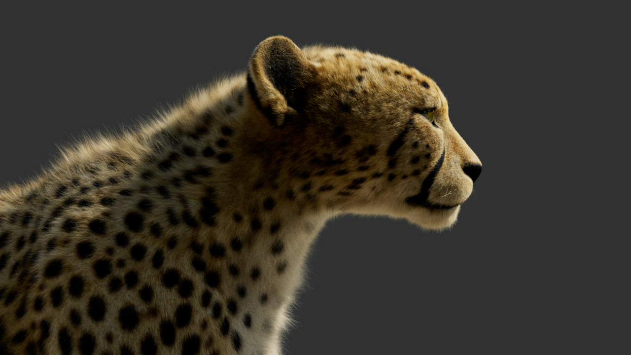 Cheetah_004_00000