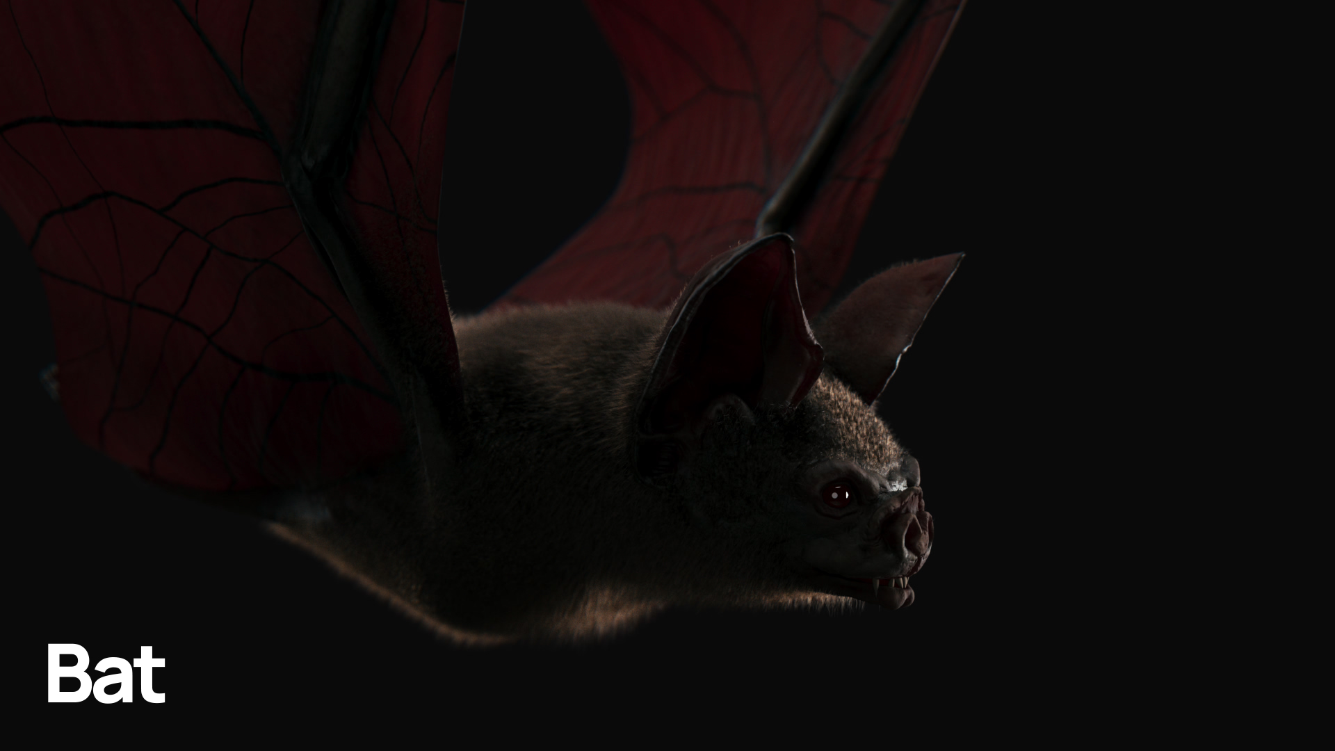 MOSAICO_ANIMALS_BAT_00000