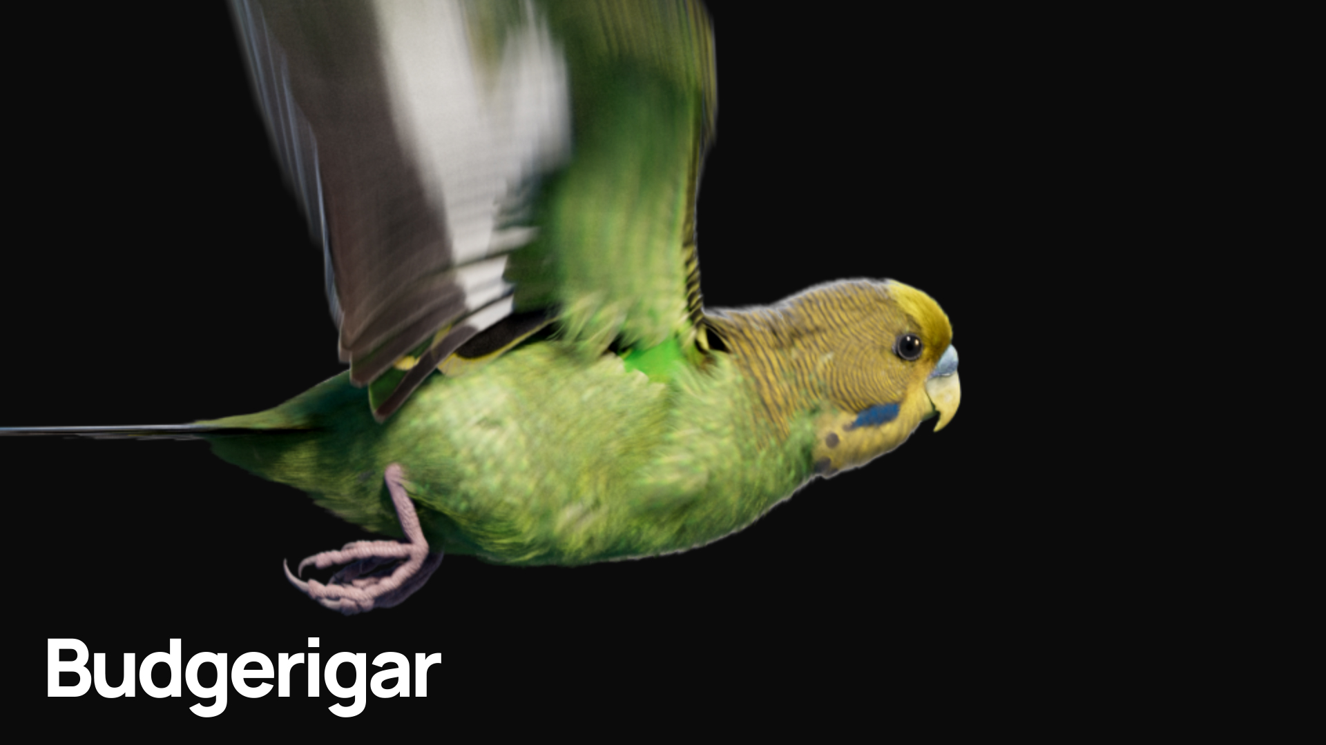 MOSAICO_Budgerigar_00000