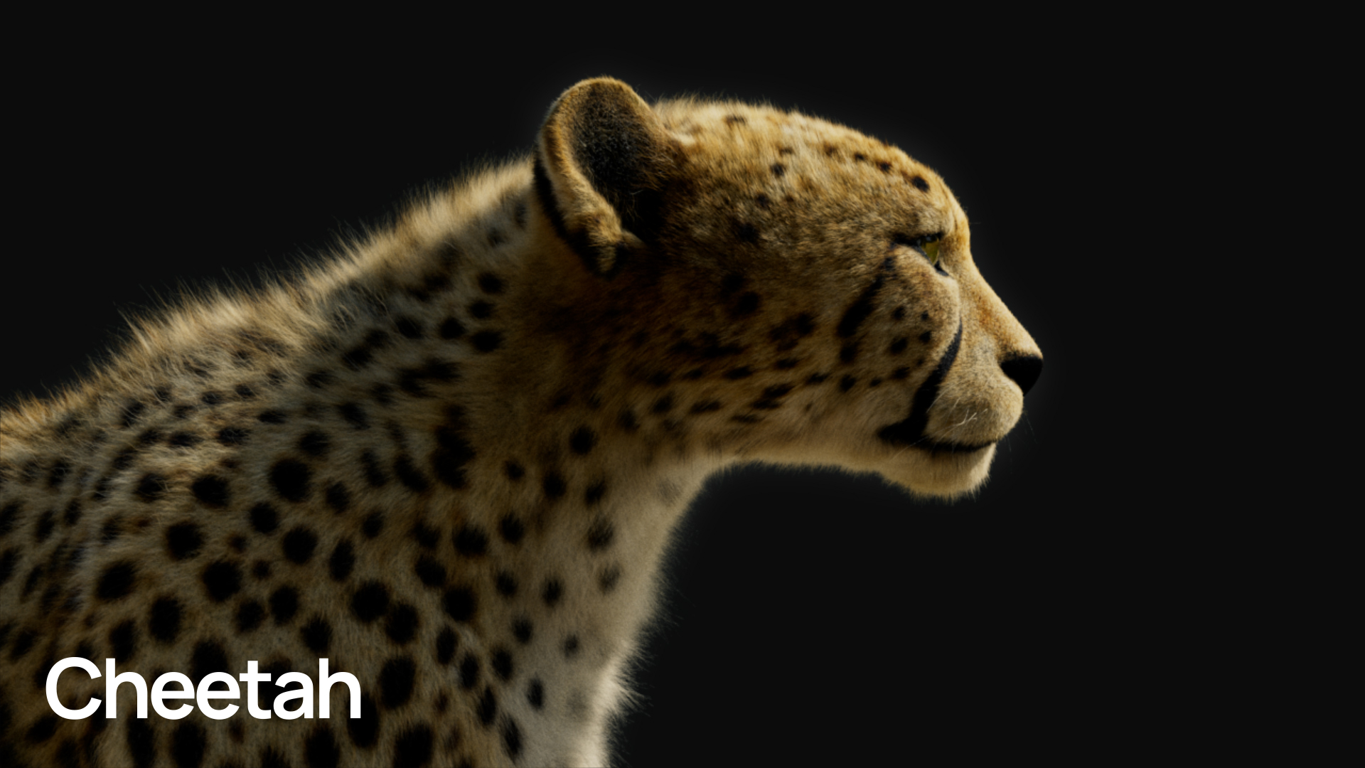MOSAICO_CHEETAH_00000