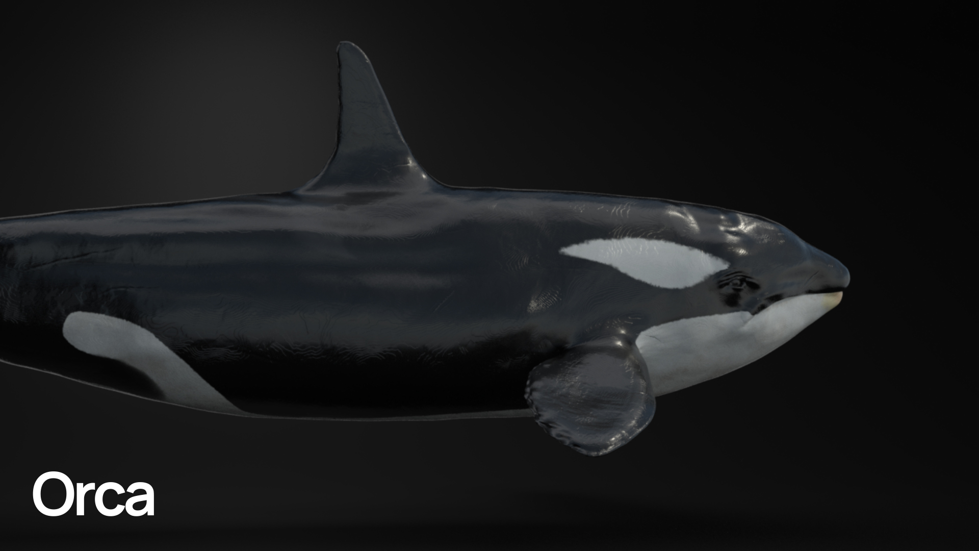 MOSAICO_ORCA_00000