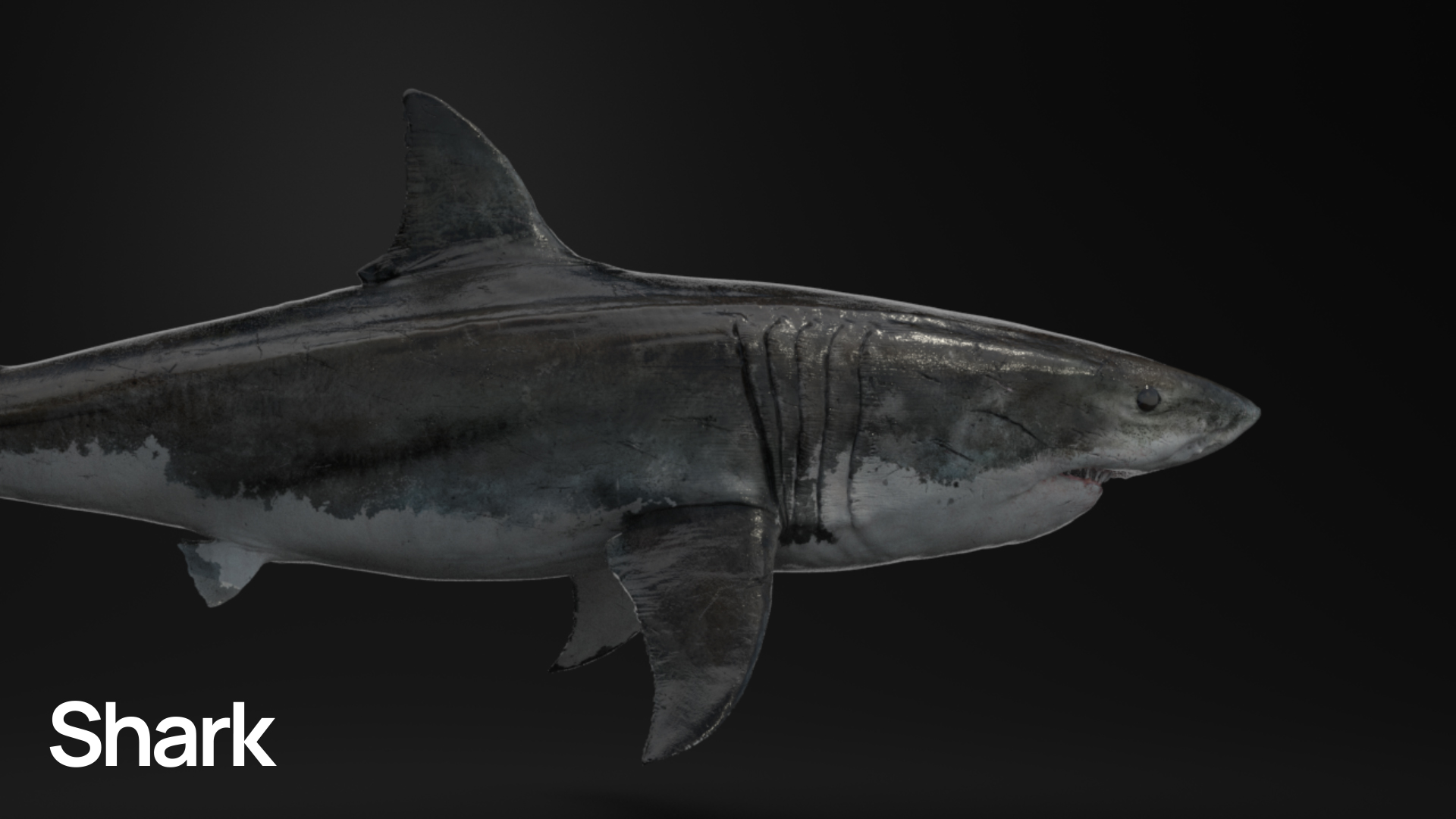 MOSAICO_SHARK_00000