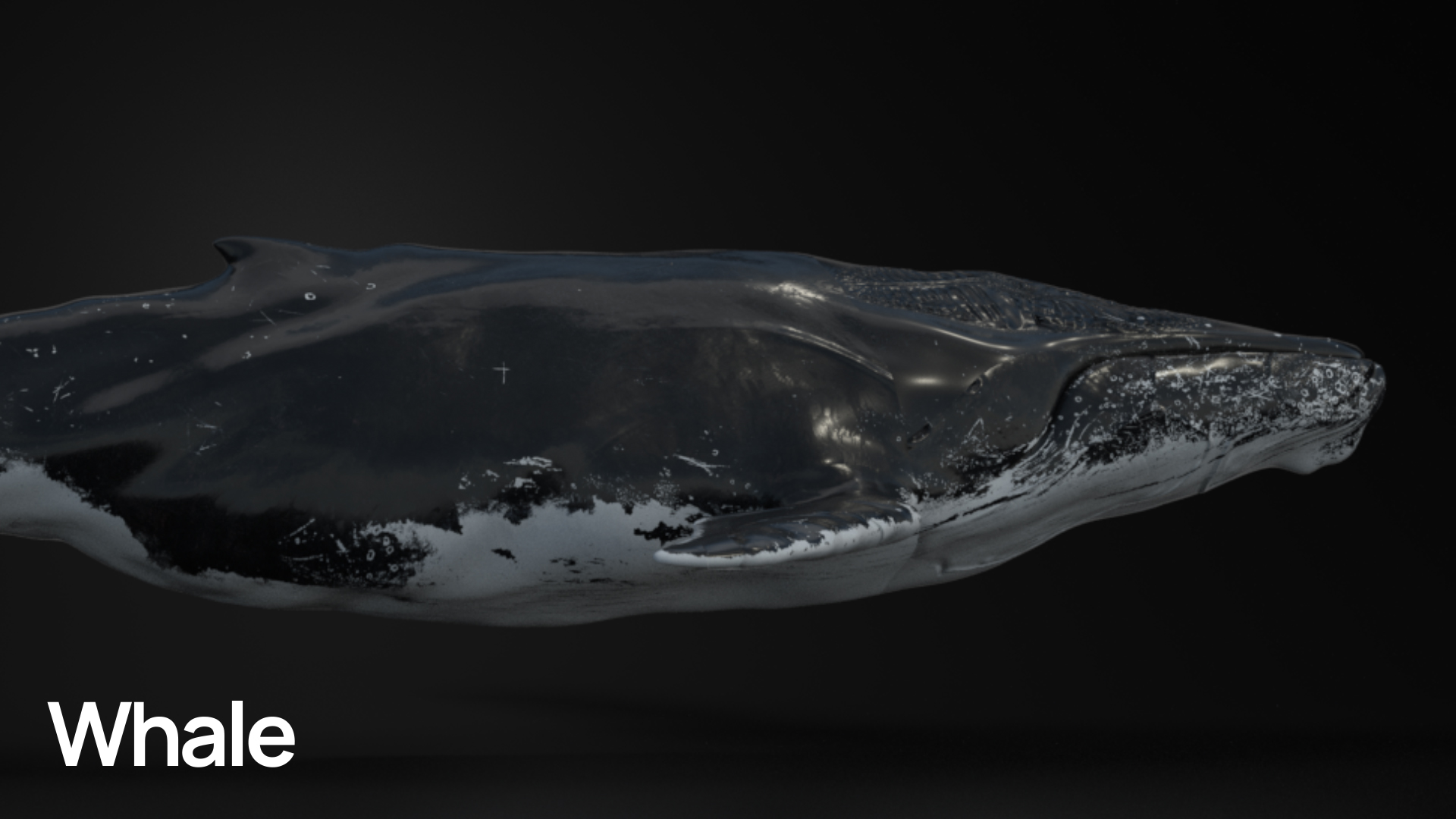 MOSAICO_WHALE_00000